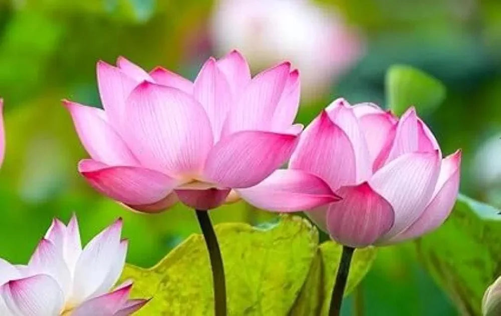 Japanese Bonsai Lotus Seeds – 20 Pcs | Aquatic Flower Seeds for Balcony, Terrace, Pond & Home Gardening (Pack of 1)