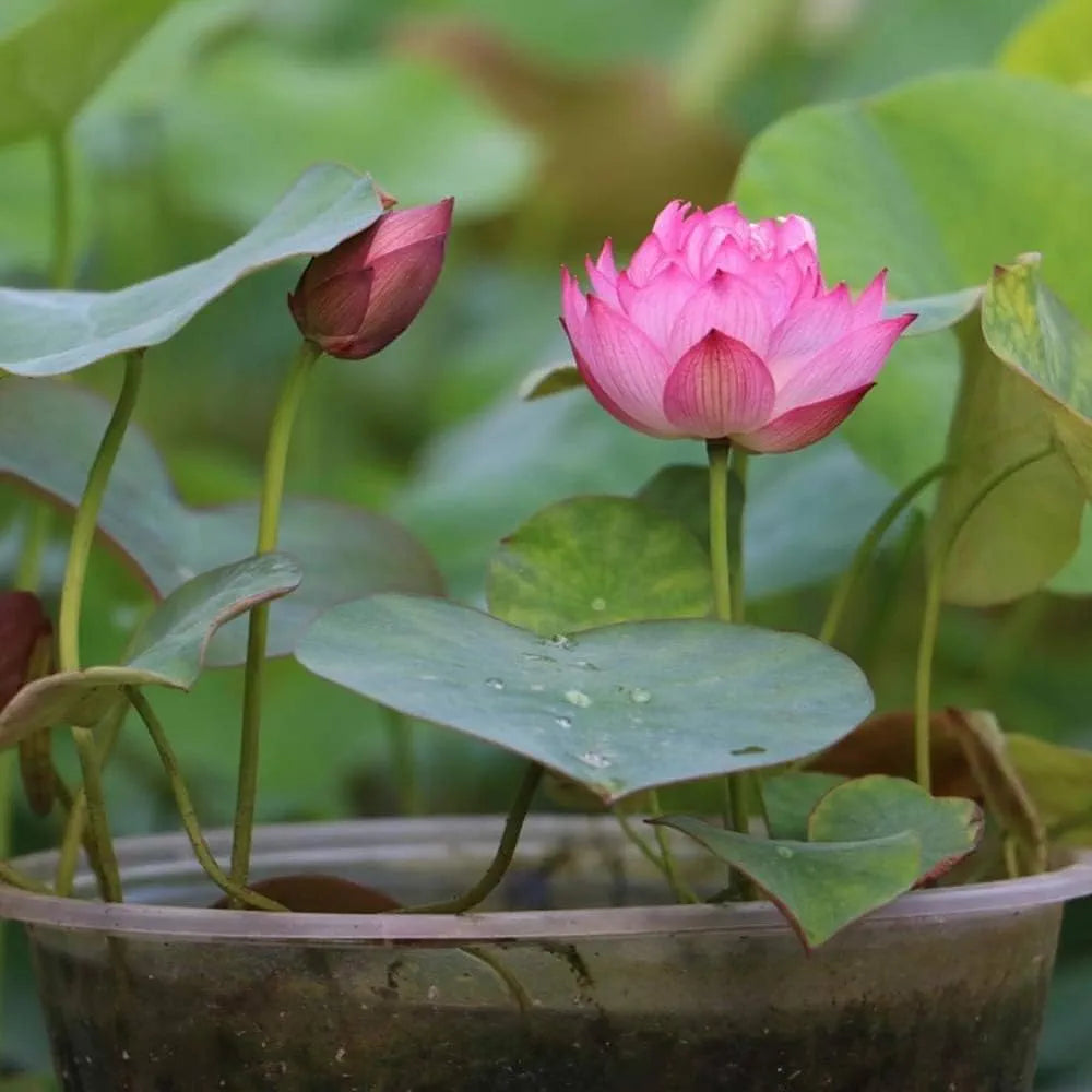 Japanese Bonsai Lotus Seeds – 20 Pcs | Aquatic Flower Seeds for Balcony, Terrace, Pond & Home Gardening (Pack of 1)