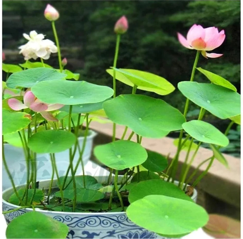 Japanese Bonsai Lotus Seeds – 20 Pcs | Aquatic Flower Seeds for Balcony, Terrace, Pond & Home Gardening (Pack of 1)